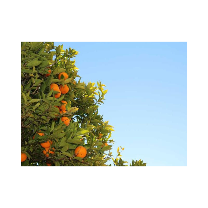 Sleek Marble Watch fr-FR